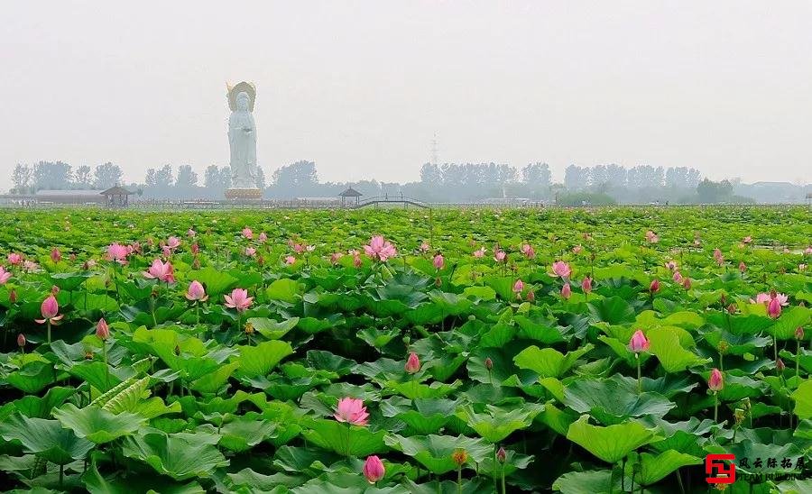 白洋淀荷花圖